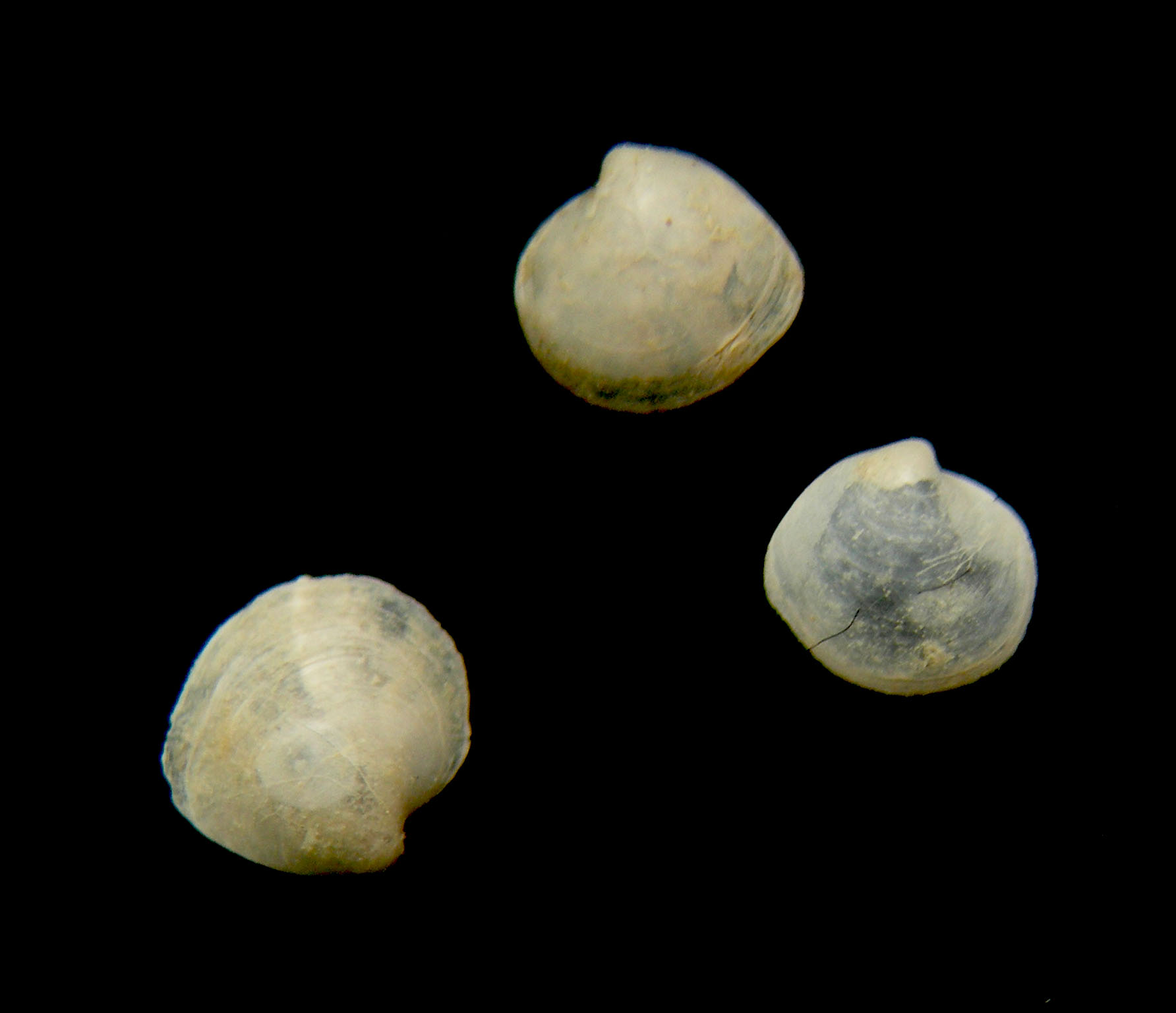 Thyasiridae